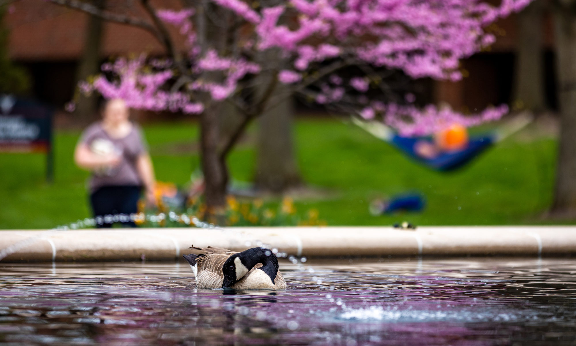 A goose in a fountain takes up for foreground of the photo. In the background, students lounge on a green lawn with blooming trees overhead